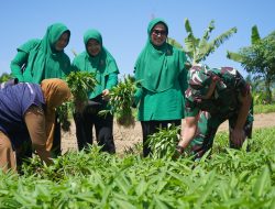 Tinjau Lahan Ketahanan Pangan Kodim Abdya, Danrem 012/TU Panen Sayur hingga Tebar Benih Ikan