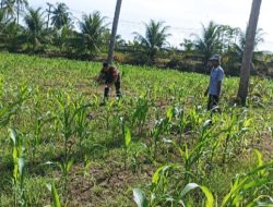 TNI Hadir di Tengah Petani: Babinsa Turun Langsung Bantu Pemupukan Jagung