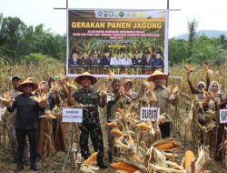 Dukung Swasembada Pangan, Kodim dan Pemda Abdya Gelar Panen Raya Jagung