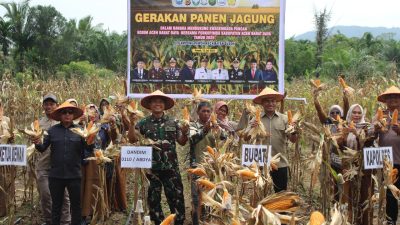 Dukung Swasembada Pangan, Kodim dan Pemda Abdya Gelar Panen Raya Jagung