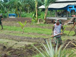 Prajurit Korem 012/TU Rawat Lahan Hanpangan, Wujud Nyata Dukung Ketahanan Pangan Nasional
