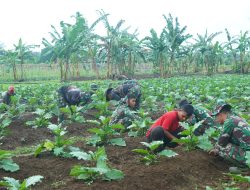 Keberlanjutan Program Ketahanan Pangan, Korem 012/TU Tanam 1.200 Batang Terong di Lahan Ketahanan Pangan