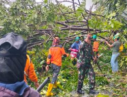 Pohon Tumbang Akibat Hujan dan Angin Kencang, Babinsa dan Tim BPBD Sigap Bersihkan Jalan di Gampong Kuta Timu
