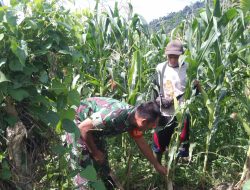 Bersama Petani, Babinsa Sukseskan Ketahanan Pangan dengan Bantu Perawatan Lahan Jagung