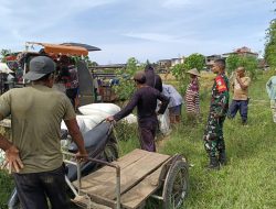 Dukung Ketahanan Pangan Babinsa Koramil 10/Labuhanhaji Barat Dampingi Petani Panen Padi