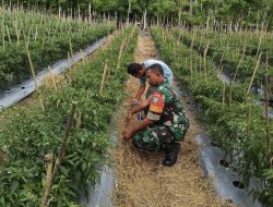 Babinsa Koramil 01/Sukajaya Ajak Warga Cot Ba’U Manfaatkan Lahan Kosong Demi Ketahanan Pangan