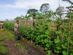 Timun Hercules Tumbuh Subur di Lahan Korem 012/TU, Bukti Nyata Kontribusi TNI untuk Rakyat
