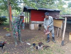 Babinsa Gampong Cot Abeuk Dukung Warga Kembangkan Peternakan Ayam Kampung
