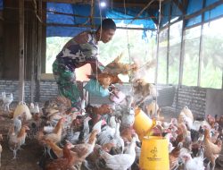 Korem 012/TU Kembangkan Budidaya Ayam Petelur untuk Wujudkan Ketahanan Pangan