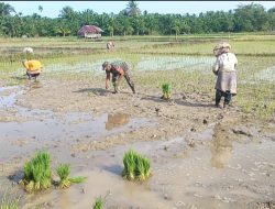 Serda M.Hasan terjun kesawah bantu warga menanam padi dan percepat luas tambah tanam(LTT)