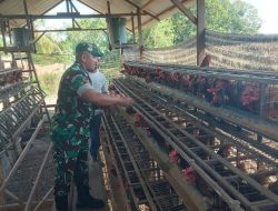 Tingkatkan perekonomian Babinsa 04/Krueng Sabee Laksanakan Komaos ke perternak ayam petelur milik warga