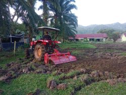 Yonif 115/Macan Leuser Manfaatkan Lahan Kosong untuk Ketahanan Pangan Satuan