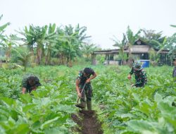 Wujudkan Ketahanan Pangan, Prajurit Korem 012/TU Aktif Rawat Tanaman Hortikultura