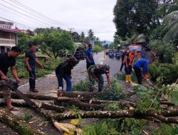 Pohon Tumbang Blokir Jalan Nasional di Kluet Utara, TNI–Polri dan Pihak Terkait Bertindak Cepat Atasi Gangguan Lalu Lintas