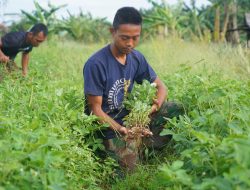 Korem 012/TU Kembangkan Kacang Tanah sebagai Komoditas Ketahanan Pangan