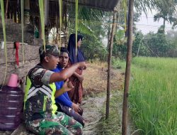 Babinsa Setia Bakti Dampingi Petani Pantau perkembangan Padi
