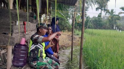 Babinsa Setia Bakti Dampingi Petani Pantau perkembangan Padi