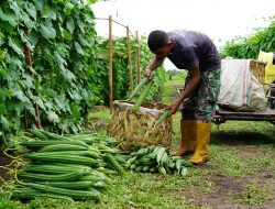 Panen Gambas dan Timun, Korem 012/Teuku Umar Optimis Sukseskan Program Hanpangan