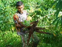 Panen Singkong Melimpah di Korem 012/TU, Wujud Nyata Ketahanan Pangan