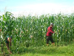 Wujud Nyata Dukungan Ketahanan Pangan, Korem 012/TU Budidaya Tanaman Jagung