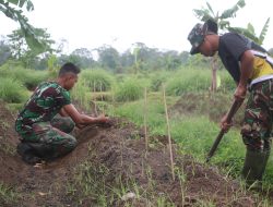 Korem 012/Teuku Umar Tanam 500 batang cabai, Dukung Ketahanan Pangan