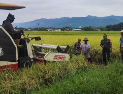 Babinsa Dampingi Panen Padi Petani di Susoh, Produksi Perhektar Capai 7 Ton