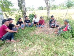 Babinsa Ajak Petani di Desa Tingkatkan Olah Sawah