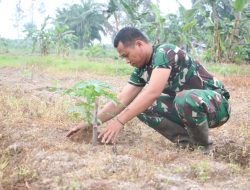 Wujud nyata Dukung ketahanan pangan, Korem 012/TU budidaya Tanaman Pepaya