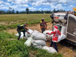 Babinsa Koramil 03/Senagan Timur Dampingi Petani Panen Padi dengan Alat Modern di Desa Binaan