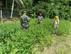 Babinsa Koramil 04/Sawang Sambangi Petani Kacang Tanah, Dukung Upaya Ketahanan Pangan