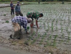 Korem 012/TU : Semangat Berkobar, Babinsa Koramil 01/Blangpidie Bantu Petani Tanam Padi